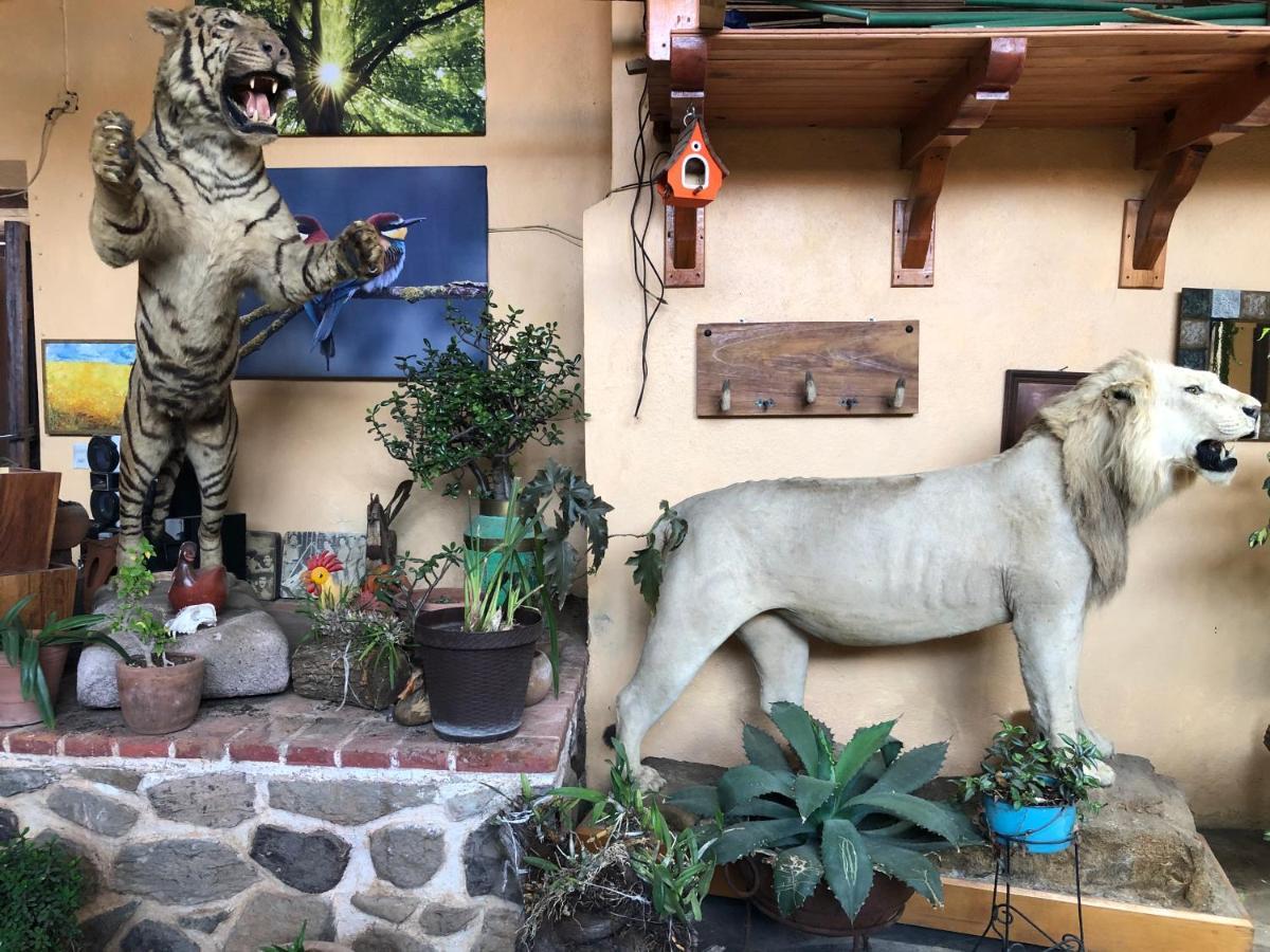 Hotel Quinta Angelica 马萨米特拉 外观 照片